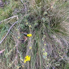 Hibbertia obtusifolia (Grey Guinea-flower) at Brindabella, NSW - 12 Oct 2024 by Mulch