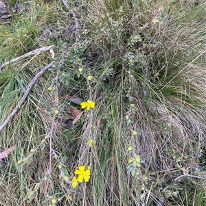 Hibbertia obtusifolia at Brindabella, NSW - suppressed