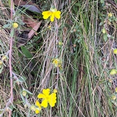 Hibbertia obtusifolia at Brindabella, NSW - 12 Oct 2024