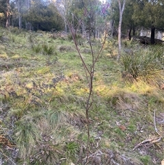 Indigofera australis subsp. australis (Australian Indigo) at Brindabella, NSW - 12 Oct 2024 by Mulch