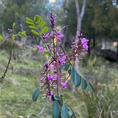 Indigofera australis subsp. australis at Brindabella, NSW - suppressed