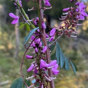 Indigofera australis subsp. australis at Brindabella, NSW - suppressed