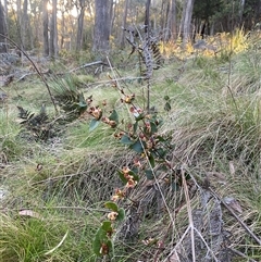 Platylobium montanum subsp. montanum (Mountain Flat Pea) at Brindabella, NSW - 12 Oct 2024 by Mulch