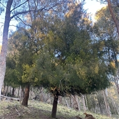 Exocarpos cupressiformis (Cherry Ballart) at Brindabella, NSW - 11 Oct 2024 by Mulch