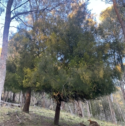 Exocarpos cupressiformis (Cherry Ballart) at Brindabella, NSW - 12 Oct 2024 by Mulch