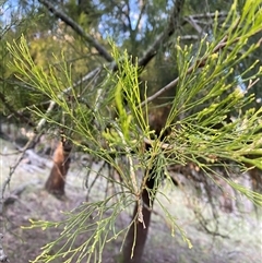 Exocarpos cupressiformis at Brindabella, NSW - suppressed