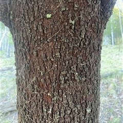 Exocarpos cupressiformis at Brindabella, NSW - suppressed