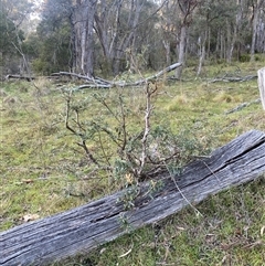 Banksia marginata (Silver Banksia) at Brindabella, NSW - 12 Oct 2024 by Mulch