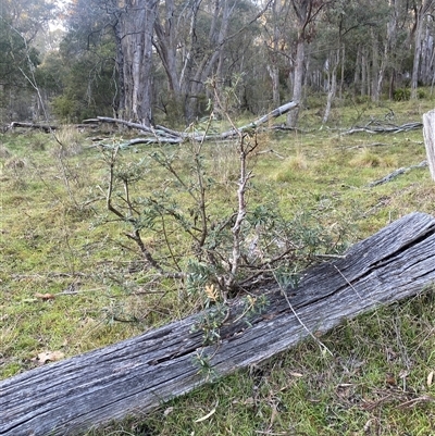 Banksia marginata (Silver Banksia) at Brindabella, NSW - 11 Oct 2024 by Mulch