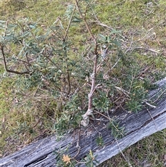 Banksia marginata at Brindabella, NSW - suppressed