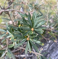 Banksia marginata at Brindabella, NSW - 12 Oct 2024