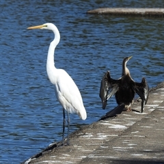 Ardea alba (Great Egret) at Bundaberg South, QLD - 19 Jul 2024 by Gaylesp8