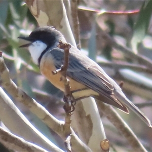 Pachycephala rufiventris at Mount Clear, ACT - 9 Oct 2024 11:24 AM