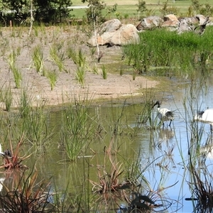 Threskiornis molucca (Australian White Ibis) at Bundaberg South, QLD by Gaylesp8