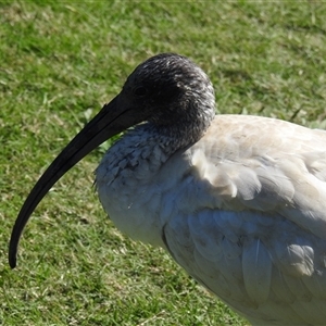 Threskiornis molucca at Bundaberg South, QLD - 19 Jul 2024