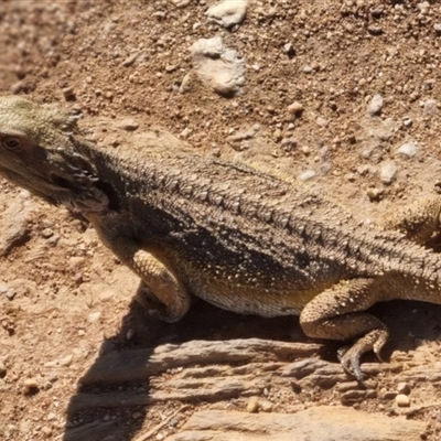 Pogona barbata (Eastern Bearded Dragon) at Bungendore, NSW - 12 Oct 2024 by clarehoneydove