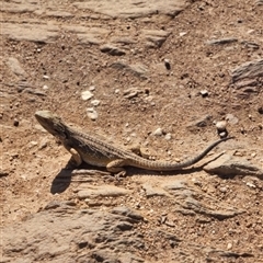 Pogona barbata at Bungendore, NSW - suppressed