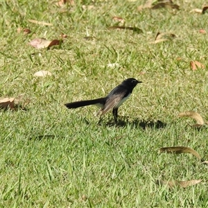 Rhipidura leucophrys (Willie Wagtail) at Bundaberg South, QLD by Gaylesp8