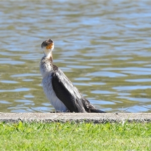 Microcarbo melanoleucos (Little Pied Cormorant) at Bundaberg South, QLD by Gaylesp8