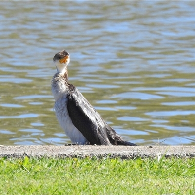 Microcarbo melanoleucos (Little Pied Cormorant) at Bundaberg South, QLD - 19 Jul 2024 by Gaylesp8