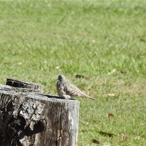 Geopelia placida at Bundaberg South, QLD - 19 Jul 2024