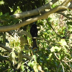 Dicrurus bracteatus (Spangled Drongo) at Bundaberg South, QLD by Gaylesp8