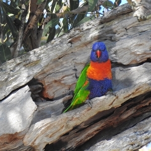 Trichoglossus moluccanus (Rainbow Lorikeet) at Bundaberg South, QLD by Gaylesp8