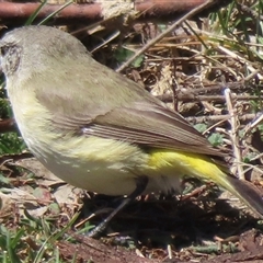 Acanthiza chrysorrhoa at Mount Clear, ACT - 9 Oct 2024