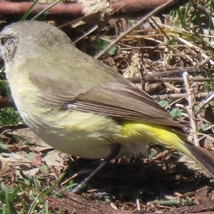 Acanthiza chrysorrhoa at Mount Clear, ACT - 9 Oct 2024