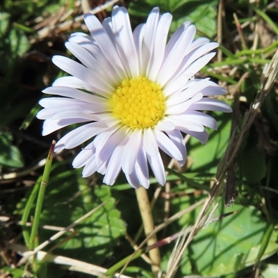 Brachyscome decipiens (Field Daisy) at Mount Clear, ACT - 9 Oct 2024 by RobParnell