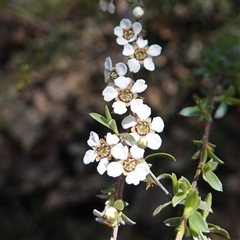 Gaudium multicaule (Teatree) at Bumbaldry, NSW - 3 Oct 2024 by RobG1