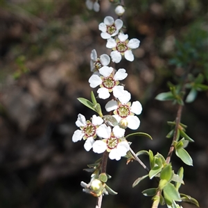 Gaudium multicaule (Teatree) at Bumbaldry, NSW by RobG1