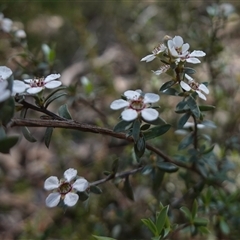 Gaudium multicaule at Bumbaldry, NSW - 3 Oct 2024