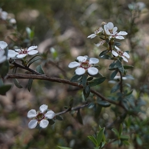 Gaudium multicaule at Bumbaldry, NSW - 3 Oct 2024 10:51 AM