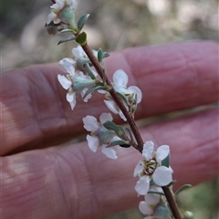 Gaudium multicaule at Bumbaldry, NSW - 3 Oct 2024