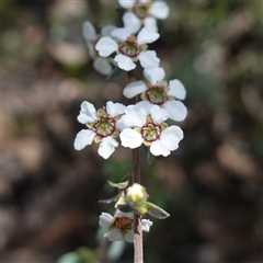 Gaudium multicaule at Bumbaldry, NSW - 3 Oct 2024