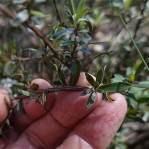 Gaudium multicaule at Bumbaldry, NSW - 3 Oct 2024