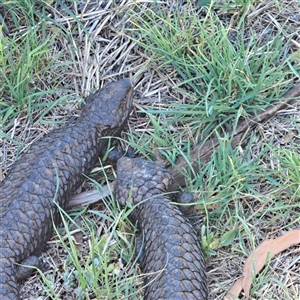 Tiliqua rugosa at Watson, ACT - 12 Oct 2024 03:27 PM