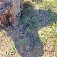 Tiliqua rugosa at Watson, ACT - 12 Oct 2024