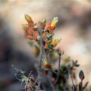 Brachyloma daphnoides at Carwoola, NSW - 12 Oct 2024