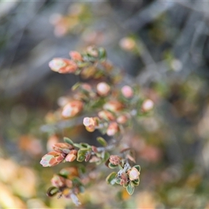 Brachyloma daphnoides at Carwoola, NSW - 12 Oct 2024