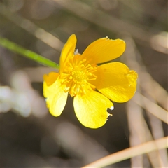 Ranunculus lappaceus (Australian Buttercup) at Carwoola, NSW - 12 Oct 2024 by Hejor1