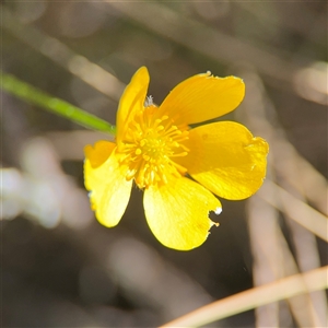 Ranunculus lappaceus at Carwoola, NSW - 12 Oct 2024