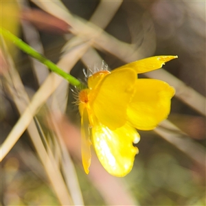 Ranunculus lappaceus at Carwoola, NSW - 12 Oct 2024