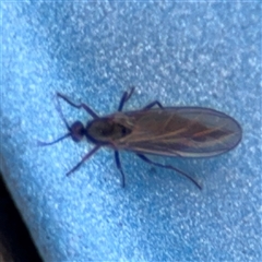 Sciaridae sp. (family) (Black fungus gnat) at Carwoola, NSW - 12 Oct 2024 by Hejor1