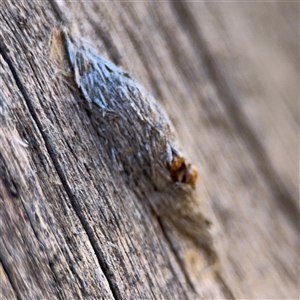 Psychidae (family) IMMATURE at Carwoola, NSW - 12 Oct 2024