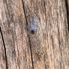 Psychidae (family) IMMATURE at Carwoola, NSW - 12 Oct 2024