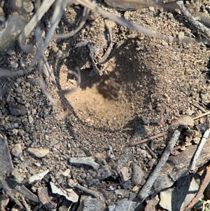 MYRMELEONTIDAE at Carwoola, NSW - 12 Oct 2024