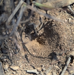 MYRMELEONTIDAE at Carwoola, NSW - 12 Oct 2024