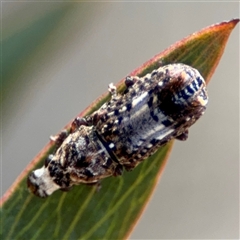 Telala musiva (Fungus weevil) at Carwoola, NSW - 12 Oct 2024 by Hejor1